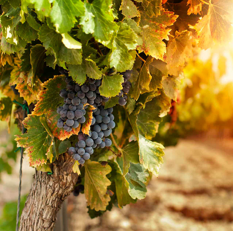 Danh sách các giống nho