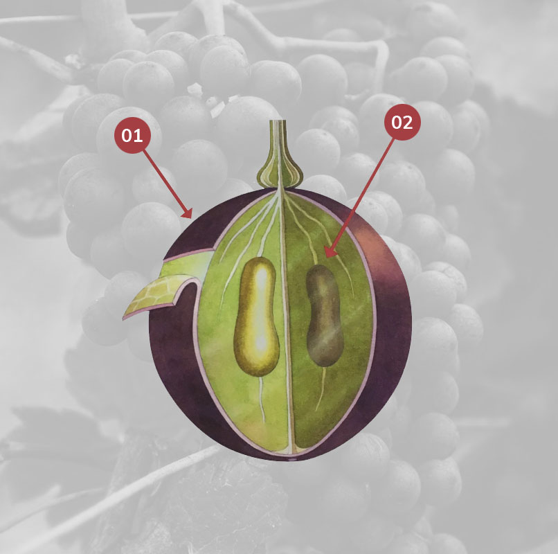 Rượu vang là gì