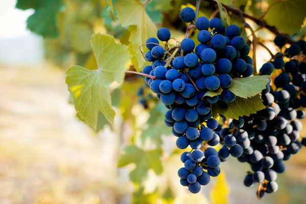 vùng rượu vang Piedmont nước Ý