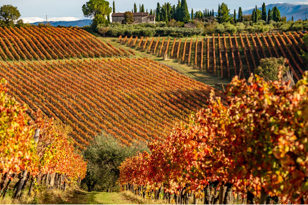 vùng rượu vang Piedmont nước Ý